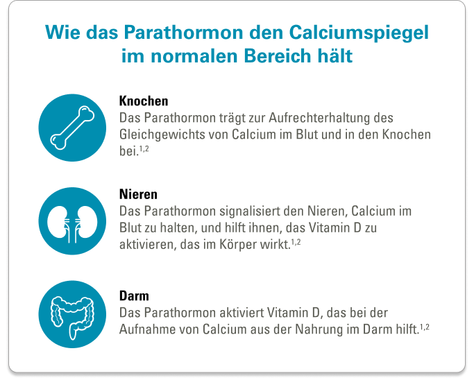 Wie das Parathormon den Calciumspiegel im normalen Bereich hält