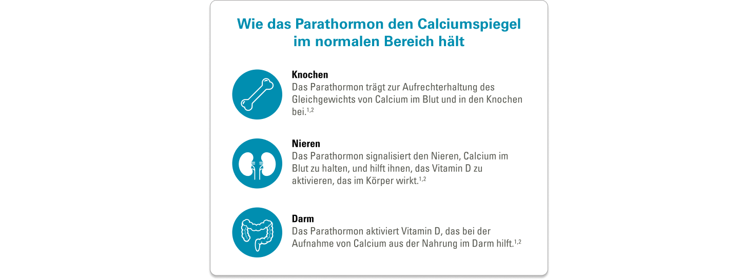 Wie das Parathormon den Calciumspiegel im normalen Bereich hält
